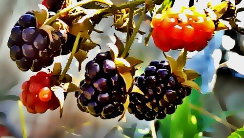 Low angle view of red berries on tree