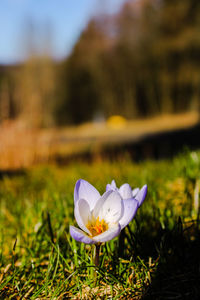 Close-up of purple crocus flower on field