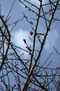 Low angle view of fruits on tree against sky