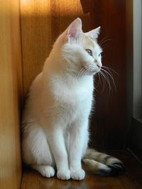 Close-up of cat looking away