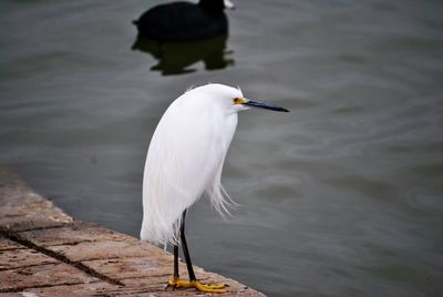 Close-up of heron perching on lake