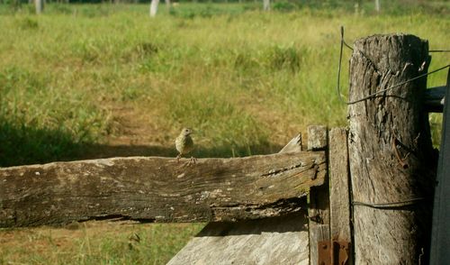 Wooden fence in a field