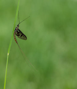 Close-up of insect on blade of grass