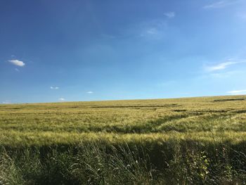 Scenic view of wheat field against sky