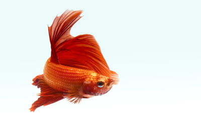 Siamese fighting fish against white background
