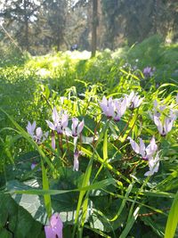 Close-up of purple flowering plants