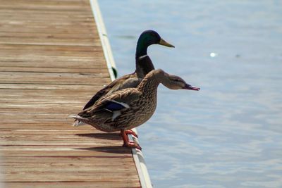 Bird perching on a lake