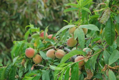 Close-up of fruits growing on plant