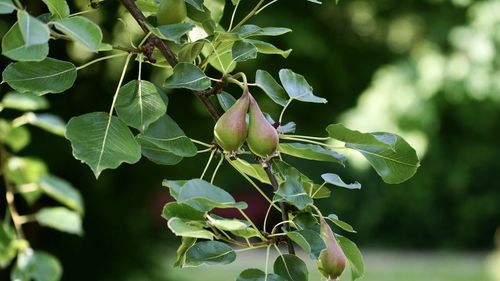 Close-up of berries growing on tree