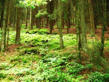 Trees in forest