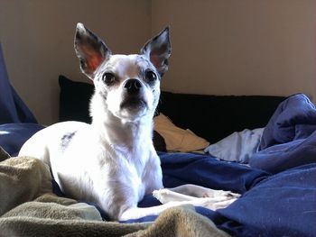 Close-up of dog resting