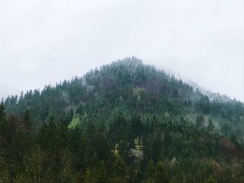 Scenic view of forest against sky