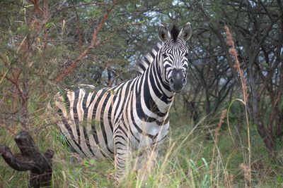 Zebras in a forest