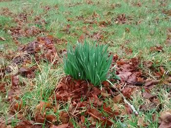 Close-up of plants growing on field