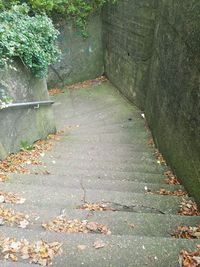 High angle view of leaves falling on footpath