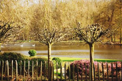 Reflection of trees in water