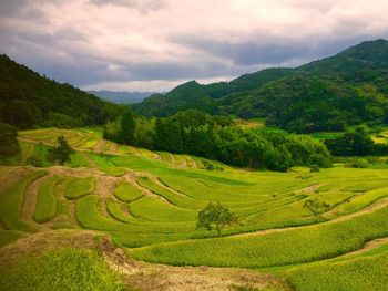 Scenic view of agricultural field against sky