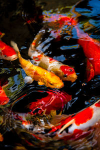 View of koi fish in sea