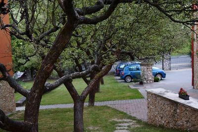 Cars on road by tree