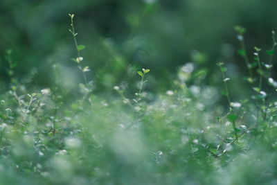 Close-up of wet grass on field