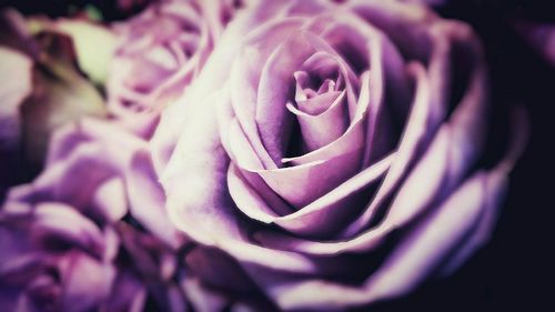 Close-up of pink rose