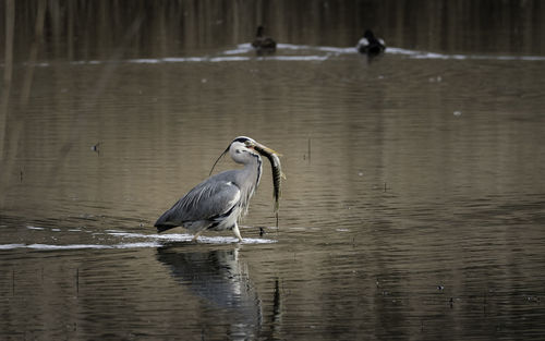 Bird in lake eating fish