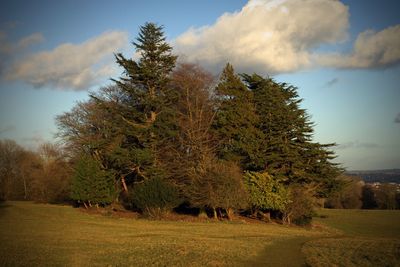 Trees on field against sky