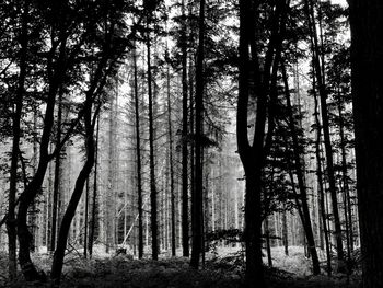 View of trees in forest