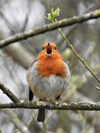 Close-up of bird perching on branch