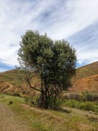 Trees on field against sky