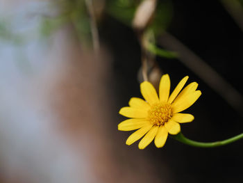 Close-up of yellow flowering plant