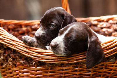 Two little puppies of the french pointing dog breed in a basket under the sun