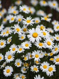 Close-up of white daisy flowers