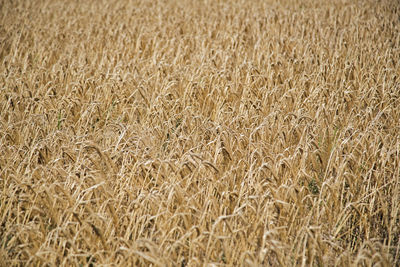 Full frame shot of wheat field