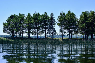 Trees by lake against sky
