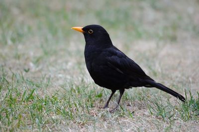 Black bird perching on a land