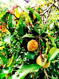 Close-up of fruit growing on tree