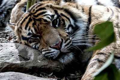 Portrait of tiger sleeping relaxing on field in forest