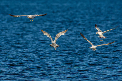A group of ring-billed gulls, larus delawarensis, hover over a school of fish in lake michigan