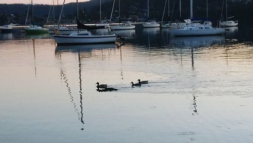 Boats moored in sea