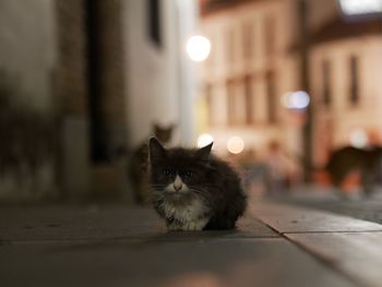 Portrait of cat on street