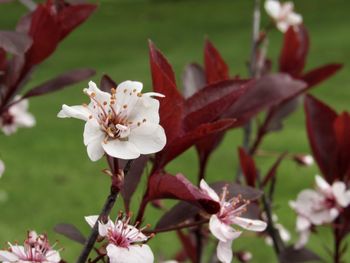 Close-up of white cherry blossoms