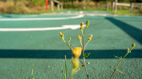 Close-up of yellow flowering plant