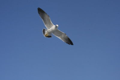 Low angle view of seagull flying in sky