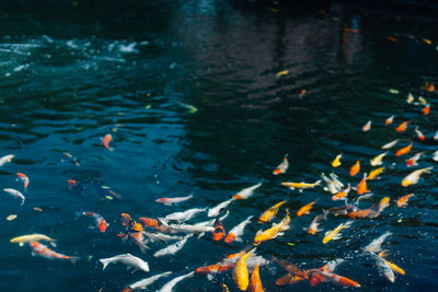 High angle view of koi carps swimming in lake