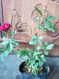 Close-up of potted plant