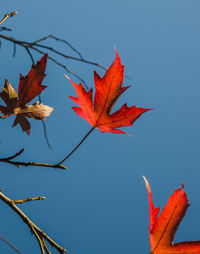 Close-up of maple leaves against clear sky