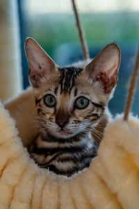 Close-up portrait of tabby cat