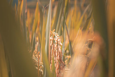 Close up of rice ready to be harvested