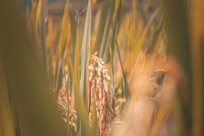 Close-up of stalks in field